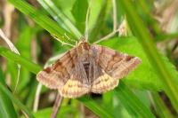 Euclidia glyphica
