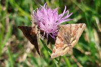 Euclidia glyphica
