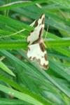 Lomaspilis marginata