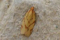 Clepsis pallidana