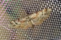 Gymnoscelis rufifasciata