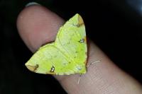 Opisthograptis luteolata