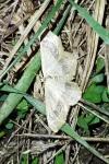 Idaea aversata
