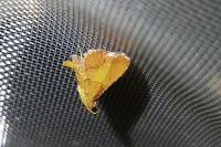Endotricha flammealis