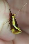 Harpella forficella