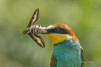 Hyles gallii