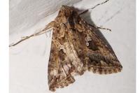 Trichoplusia ni