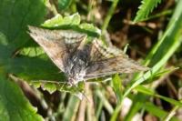 Euclidia glyphica