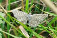Scopula immorata