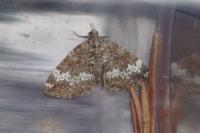 Perizoma alchemillata