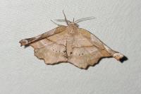 Apeira syringaria