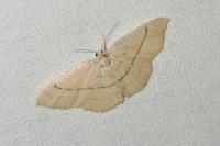 Cyclophora linearia