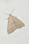 Herminia tarsipennalis