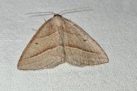 Petrophora chlorosata