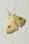 Rivula sericealis