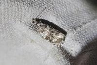 Celypha lacunana