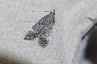 Dichomeris alacella