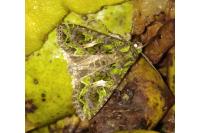Trachea atriplicis