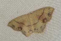 Cyclophora punctaria