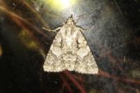 Acronicta auricoma