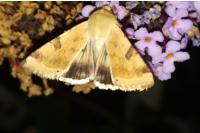 Heliothis peltigera