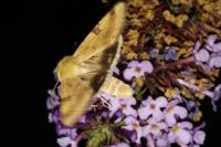 Heliothis peltigera