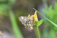 Pyrausta purpuralis