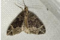 Ecliptopera silaceata