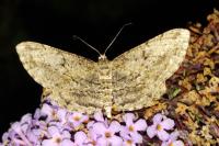 Peribatodes rhomboidaria rhomboidaria
