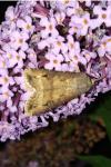 Agrotis ipsilon