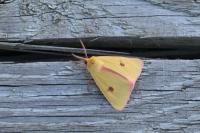 Diacrisia sannio