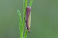 Oncocera semirubella