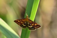 Pyrausta purpuralis