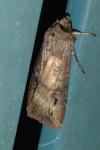 Agrotis ipsilon