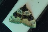 Cosmorhoe ocellata