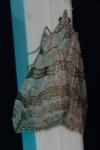 Aplocera plagiata