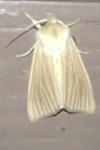 Mythimna pallens