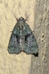 Cryphia algae