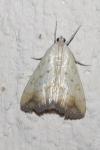 Evergestis extimalis