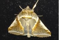 Habrosyne pyritoides