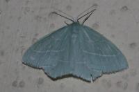 Hemistola chrysoprasaria