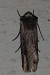 Axylia putris