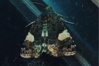 Tyta luctuosa