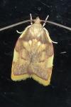 Carcina quercana