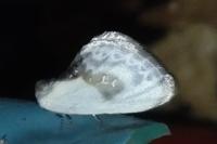 Cilix glaucata