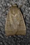 Ipimorpha subtusa