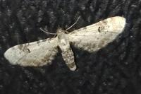 Eupithecia centaureata
