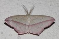 Timandra comae