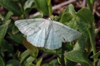 Pseudoterpna pruinata
