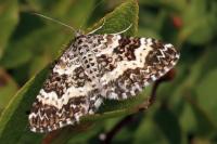 Epirrhoe tristata